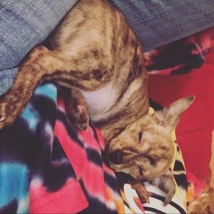 Meet your Posher, Gracie